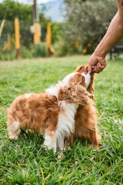 Cavalier king charles spaniel puppys receiving treat from hand