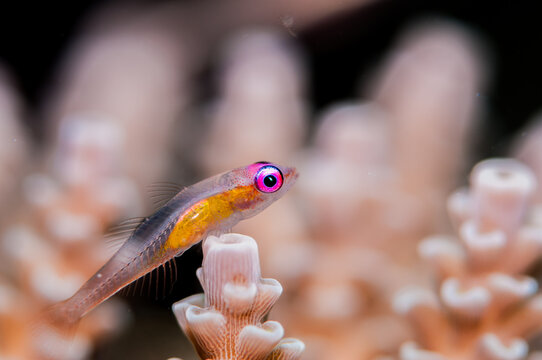 Red-eyed goby 