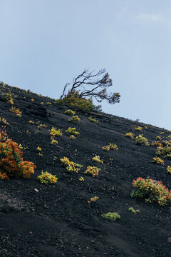 Lone tree on volcanic ash slope, La Palma Canary Islands