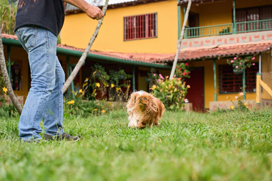 Person playing stick with cavalier king charles spaniel