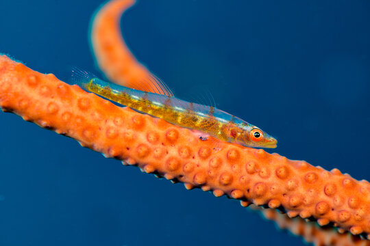 Glass goby