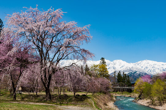 Cherry blossoms in Hakuba