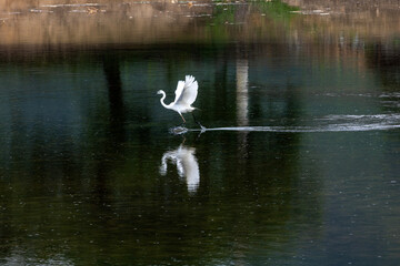Obraz premium Soaring egrets and reflections beauty
