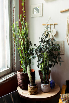 indoor plants in the room