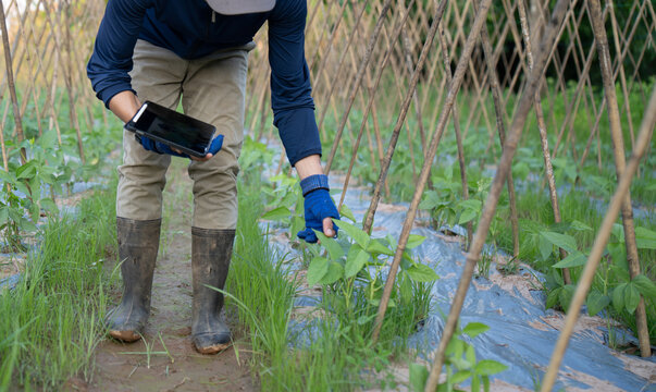 An Asian male farmer using a digital tablet to monitor crop development in a green vegetable field. Concept of smart farming, agricultural technology, precision agriculture, and modern rural lifestyle