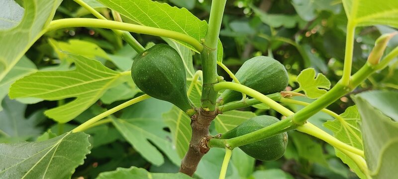 green beans in the garden