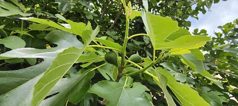 green leaves in the garden
