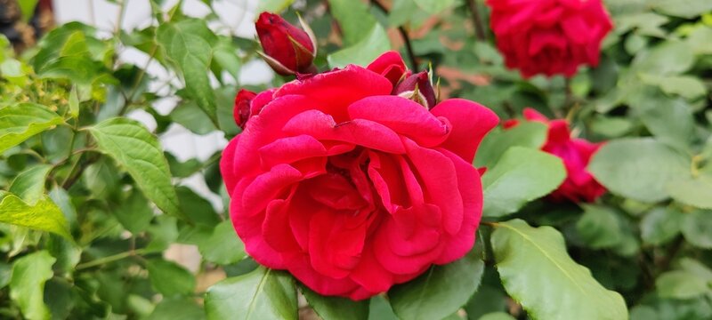 red rose in garden