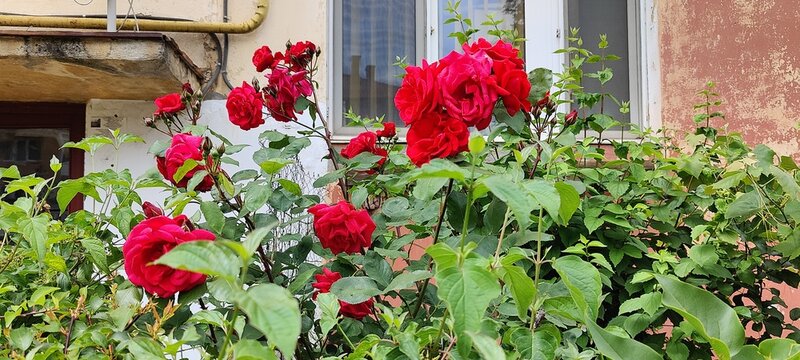 red flowers in a garden
