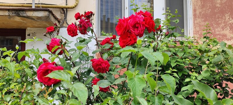 red poppies in a garden