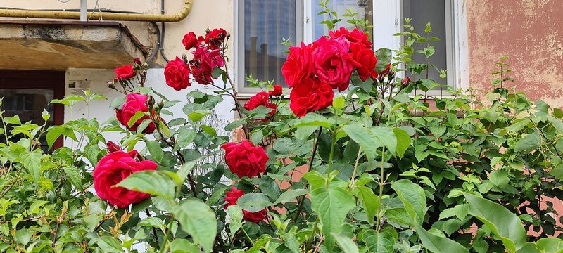 flowers in the garden