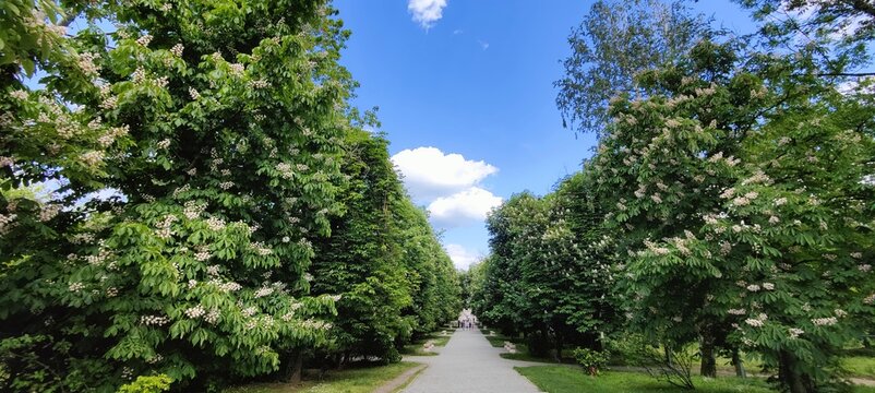trees in the garden