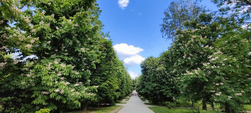 green trees in the garden