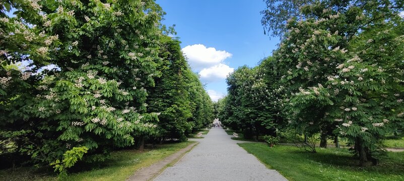 alley in the park