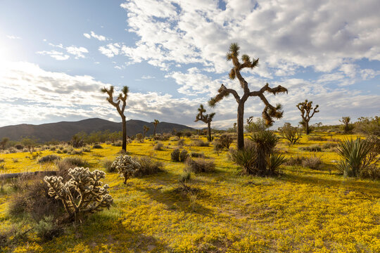Desert Landscape  joshua tree and flower ground 