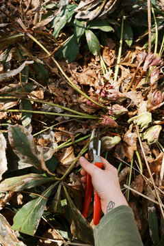 pov of hand and red pruners cutting old leaves of hellebore in spring