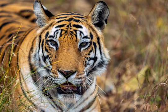 Bengal Tiger Close Up Portrait  