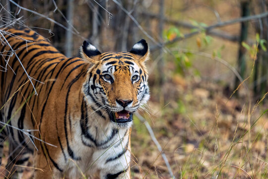 Bengal Tiger Coming Out Of The Bushes at Bandhavgarh National Park  