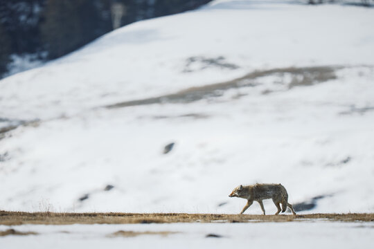 Coyote walking on the edge of snow and grass in a winter landscape
