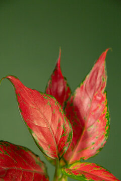 Aglaonema plant with vibrant red and green leaves