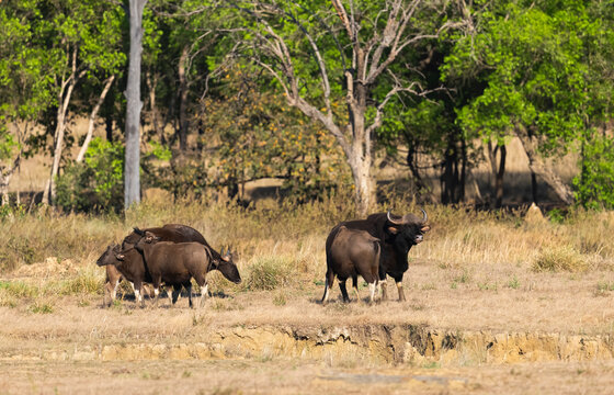 Gaurs At Bandhavgarh National Park, India  