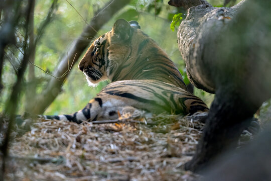 Tiger Rest Hidden The Bushes In Bandhavgarh National Park, India  