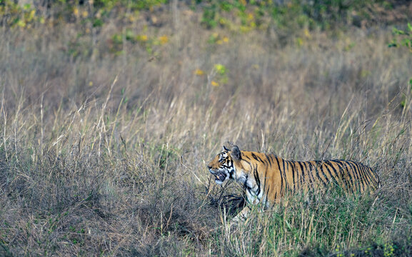 Tiger Walking Among High Grass In Bandhavgarh National Park, India  