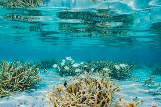 Coral reefs
