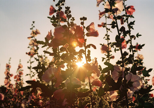 Film original negative sunset lens flare full bloom botanical garden