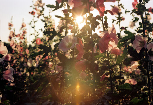 Film original photo sunset sun spot lens flare natural floral field