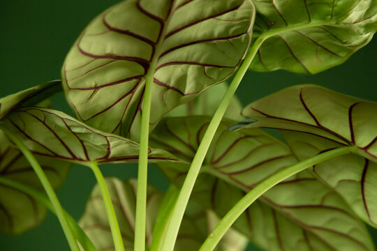 Alocasia plant leaves displaying green botanical foliage pattern