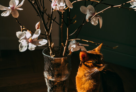 Cat sits by a vase with flowers 