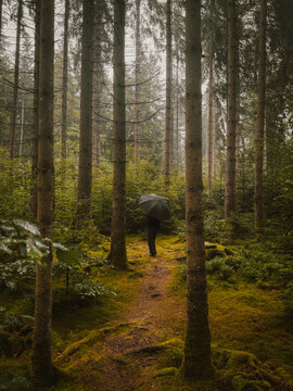 forest path