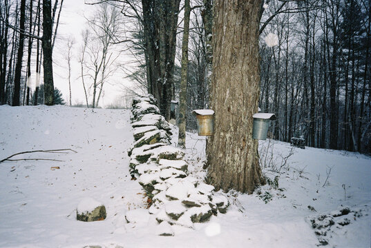 Vermont Maple tree syrup bucket spring Film