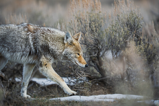 Coyote hunting in winter yellowstone national park wilderness
