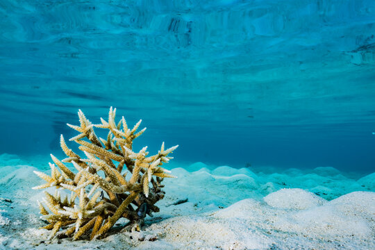 Coral reefs