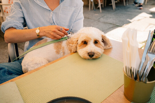 Dog Relaxes at Cafe Table While Owner Ties Leash