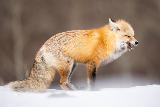 Red fox licking face in winter snow