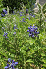 Fototapeta premium Texas Bluebonnet Wildflowers Growing in Rural Texas