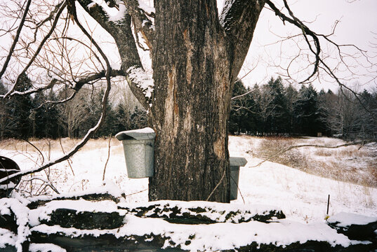 Vermont Maple tree syrup bucket spring pasture  Film