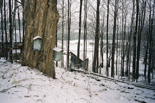 New England Maple tree syrup bucket spring Film