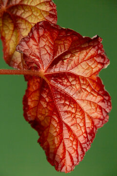 Red autumn leaf displaying intricate vein pattern texture