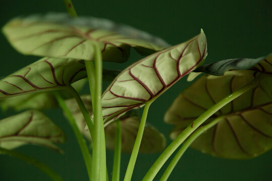 Alocasia plant leaves with striking red veins