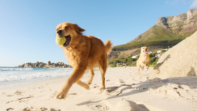 Happy dogs play with ball at beach