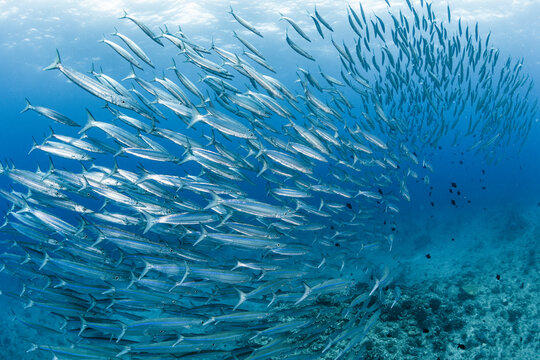 Barracuda