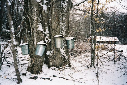 Vermont Maple tree syrup buckets spring Film