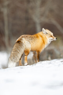 Red fox standing in snow in yellowstone national park winter