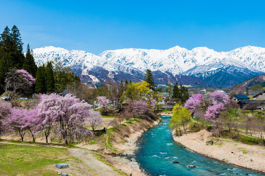 Cherry blossoms in Hakuba