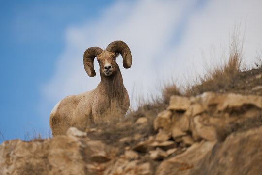 Bighorn sheep ram standing on rocky terrain
