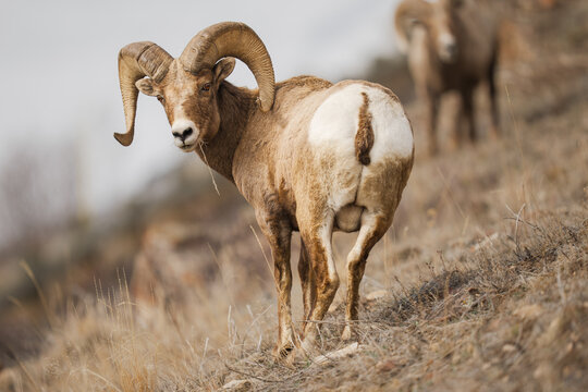 Bighorn sheep ram standing on a mountainside